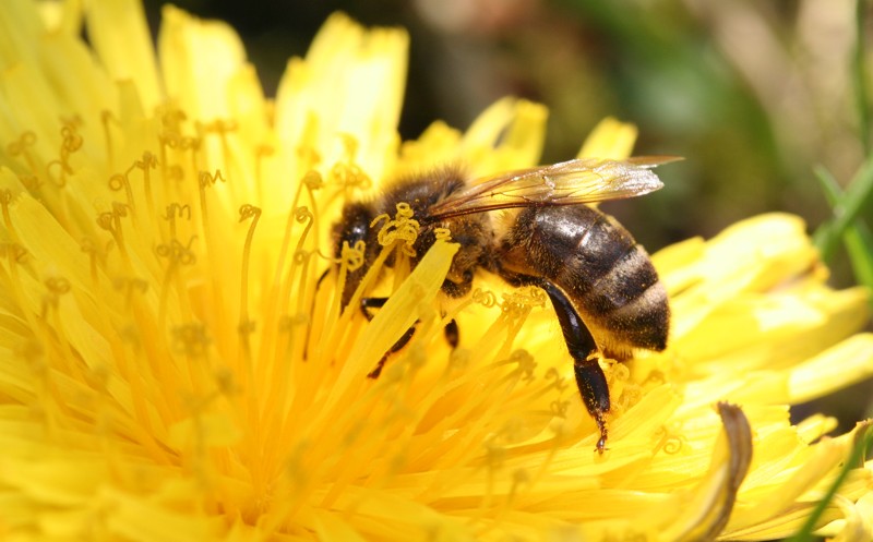 Honigbiene auf L�wenzahnbl�te